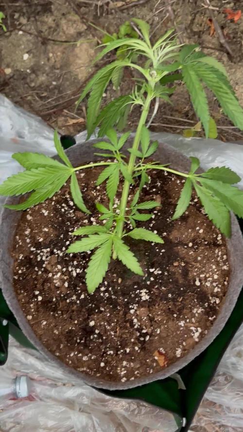 Guerilla in the last moment