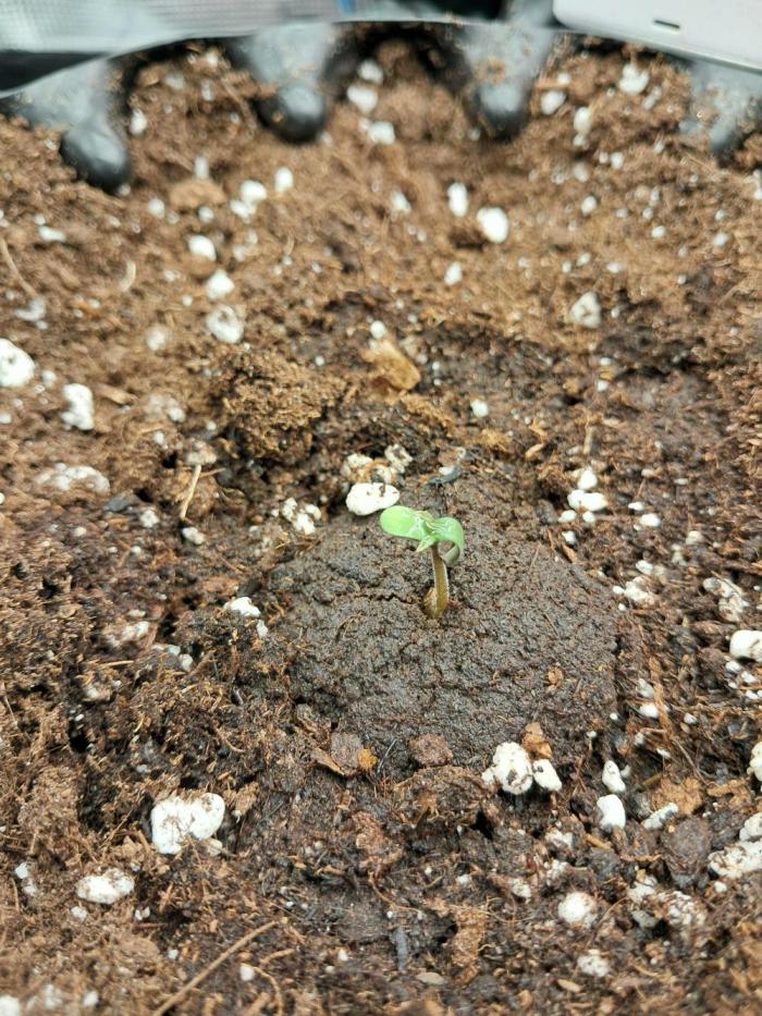 blue ace. Week 0 - D1