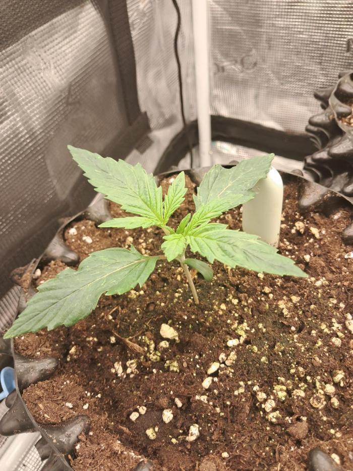 blue ace. Week 2 - D11