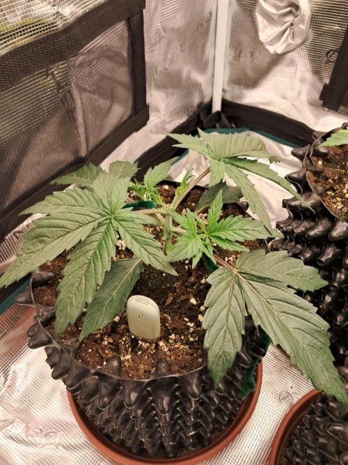 blue ace. Week 3 - D18