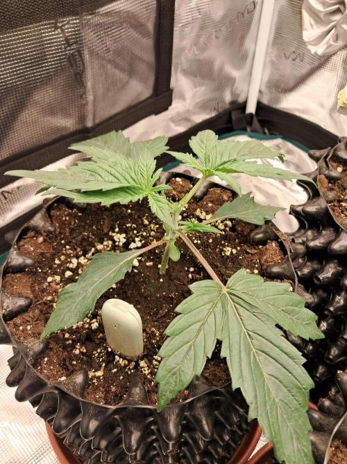 blue ace. Week 3 - D15