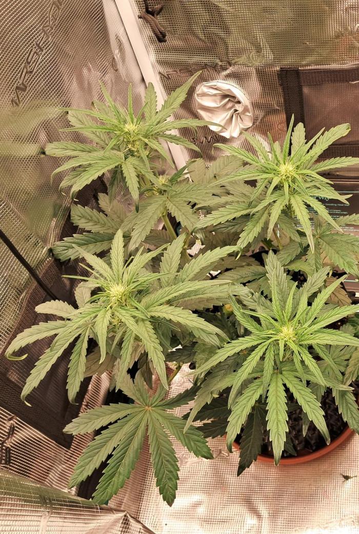 blue ace. Week 5 - D33