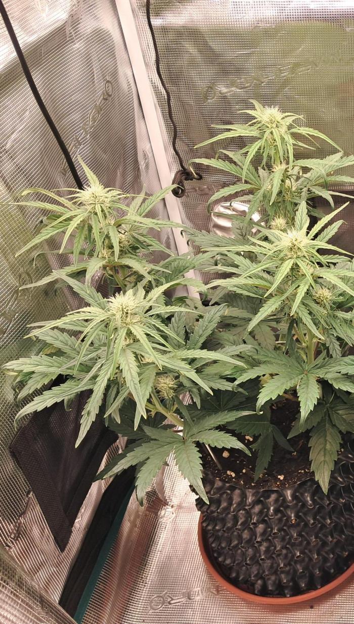 blue ace. Week 6 - D37