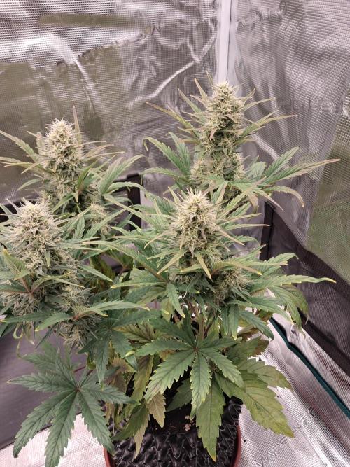 blue ace. Week 7 - D48