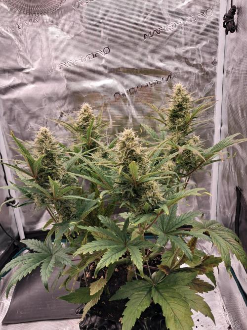 blue ace. Week 7 - D48