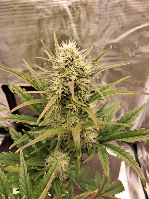 blue ace. Week 7 - D48