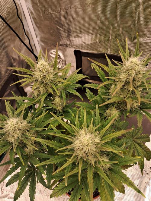 blue ace. Week 7 - D48