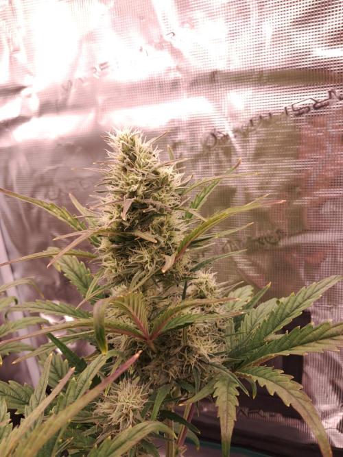 blue ace. Week 8 - D50