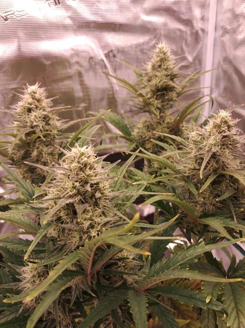 blue ace. Week 8 - D50