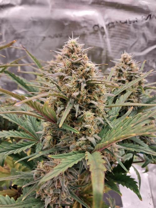 blue ace. Week 8 - D56