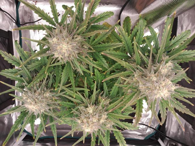 blue ace. Week 8 - D55