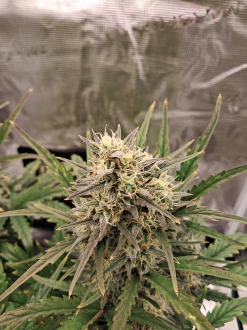 blue ace. Week 8 - D55