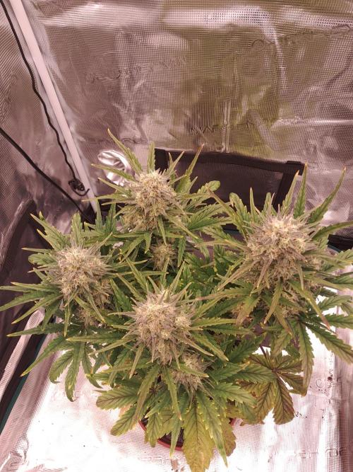 blue ace. Week 8 - D55