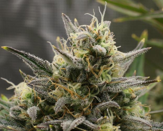 blue ace. Week 9 - D57