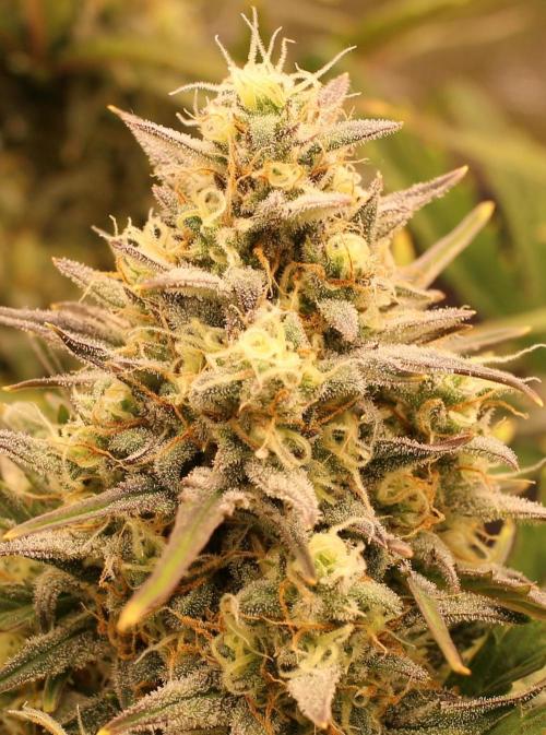 blue ace. Week 8 - D56