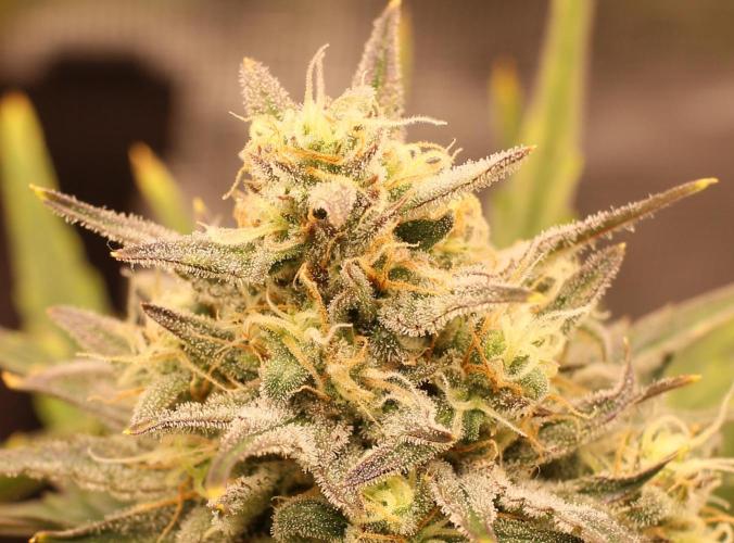 blue ace. Week 8 - D56