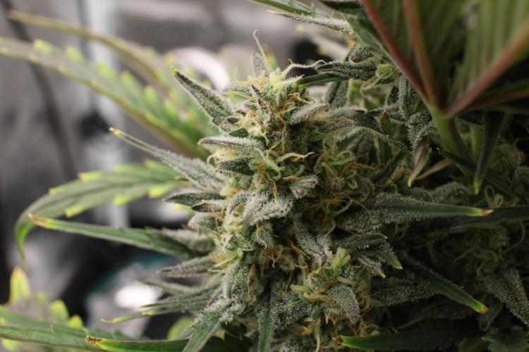 blue ace. Week 9 - D58