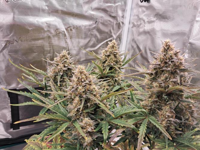 blue ace. Week 9 - D58