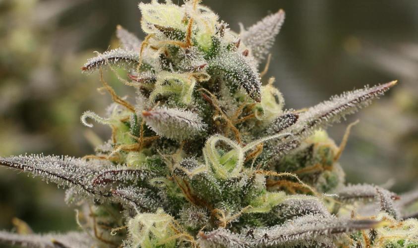 blue ace. Week 9 - D60