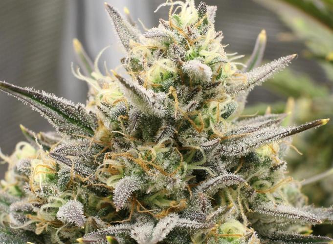 blue ace. Week 9 - D60