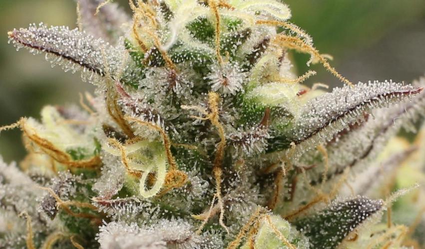 blue ace. Week 9 - D60