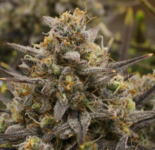 blue ace. Week 10 - D67