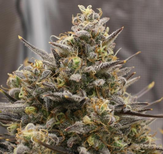 blue ace. Week 10 - D67