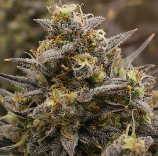 blue ace. Week 10 - D67