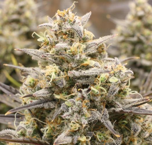 blue ace. Week 10 - D67