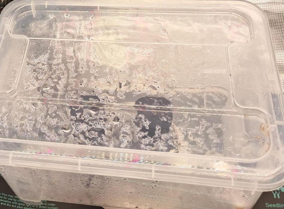 Honey Peach auto CBD. Week 0