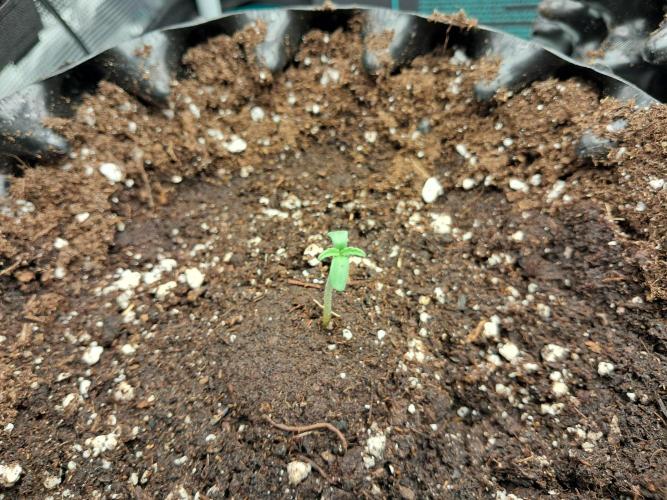 Honey Peach auto CBD. Week 1 - D1