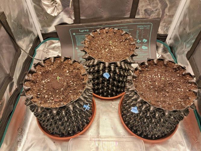 Honey Peach auto CBD. Week 1 - D1