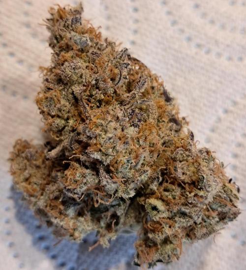 Auto Blue Ace CBD. Week 11