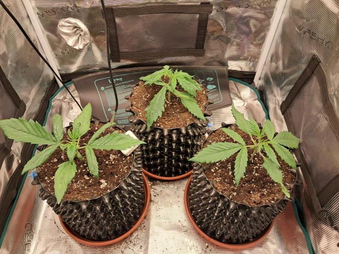 Honey Peach auto CBD. Week 2 - D13