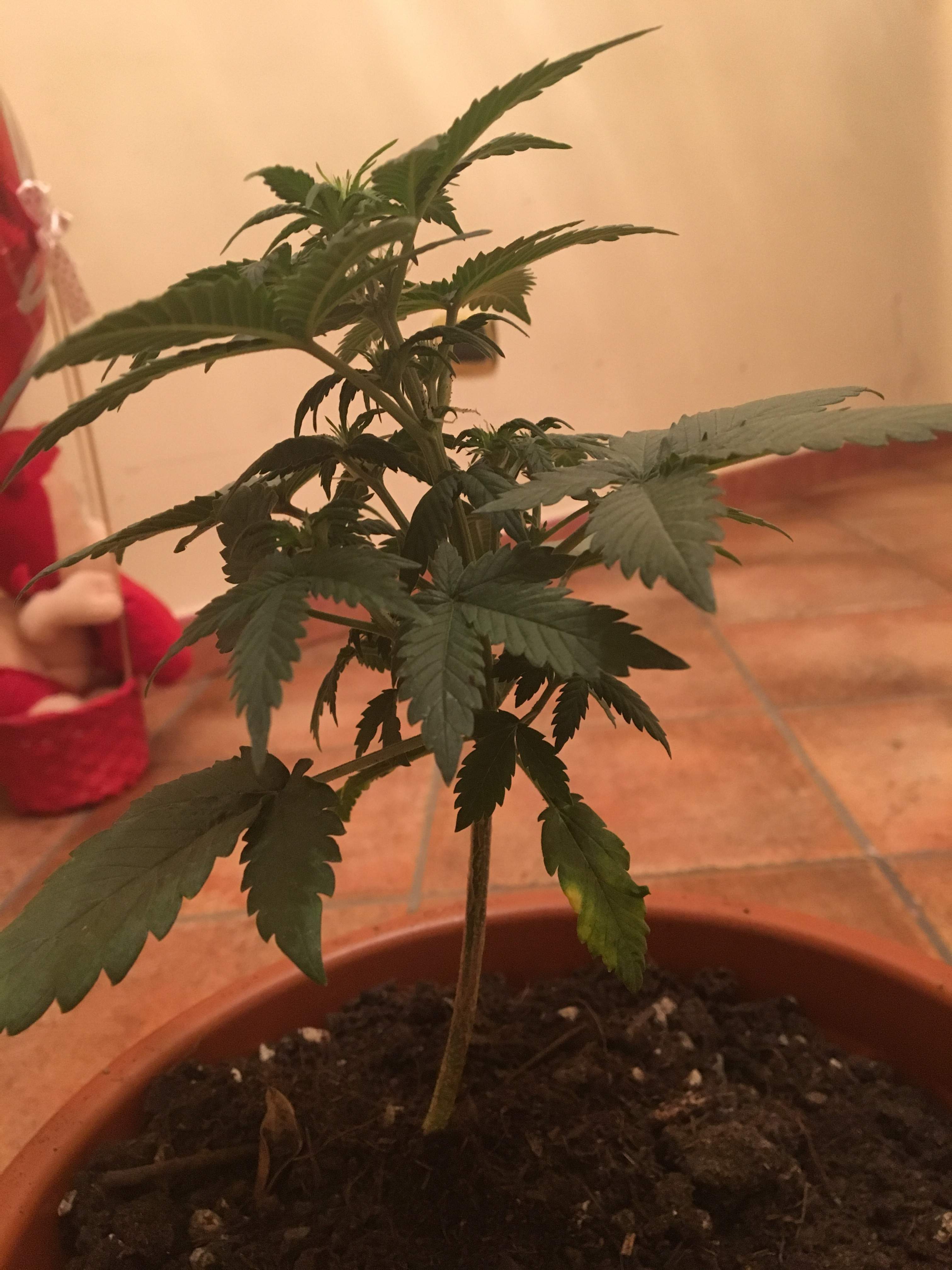 Sweet Seeds Cream Caramel Auto® grow diary (journal) week4 by