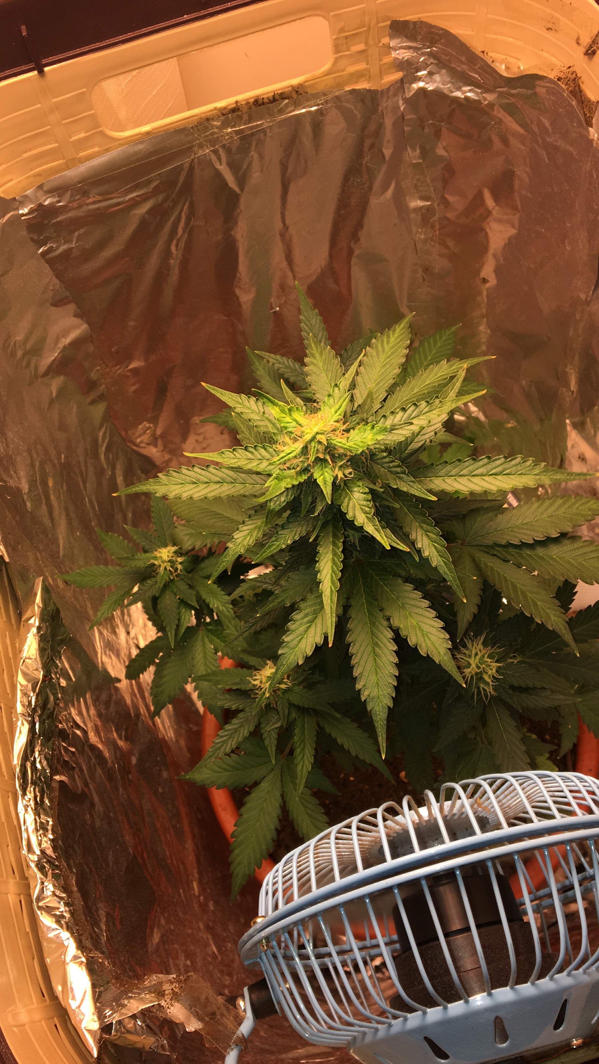 Sweet Seeds Cream Caramel Auto® grow journal week7 by ilovethelife