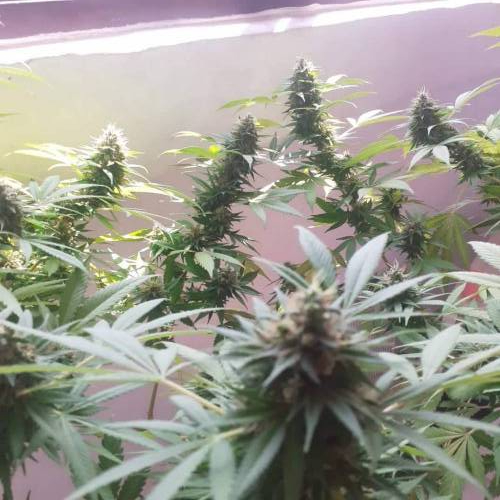 (Silver Haze x Destroyer) x 2046
