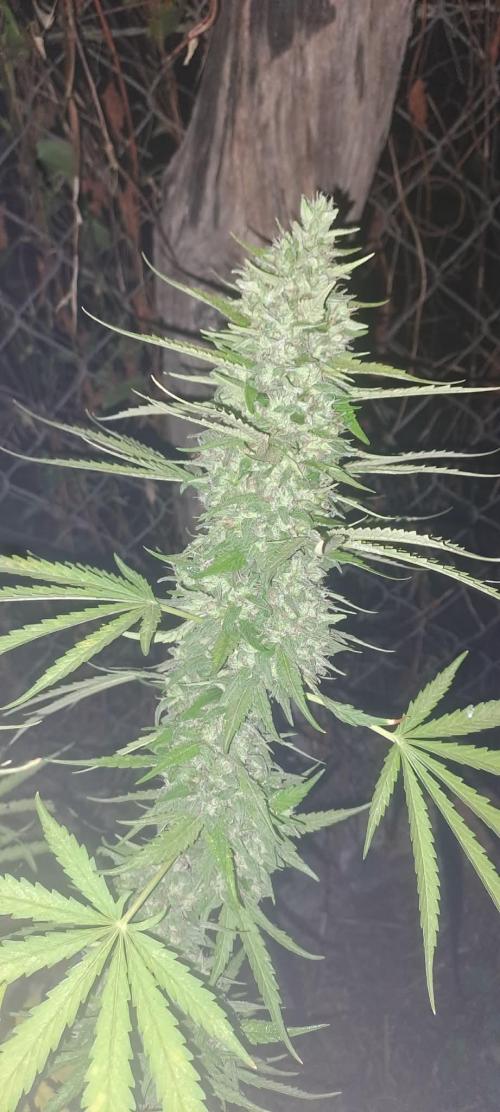 Blue Cheese. Week 7