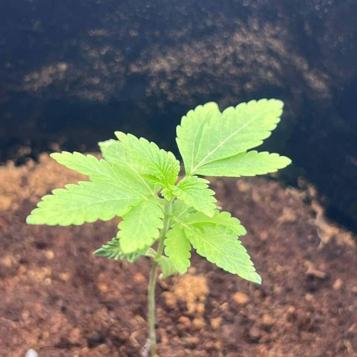 Sugar Cane #3 By Tanz. Week 2