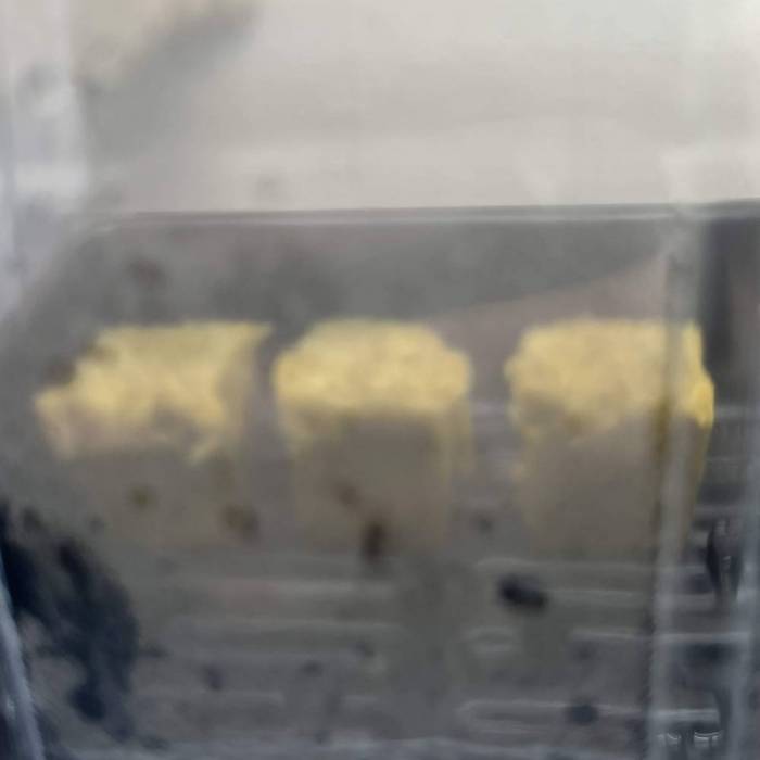 Sugar Cane #3 By Tanz. Week 0