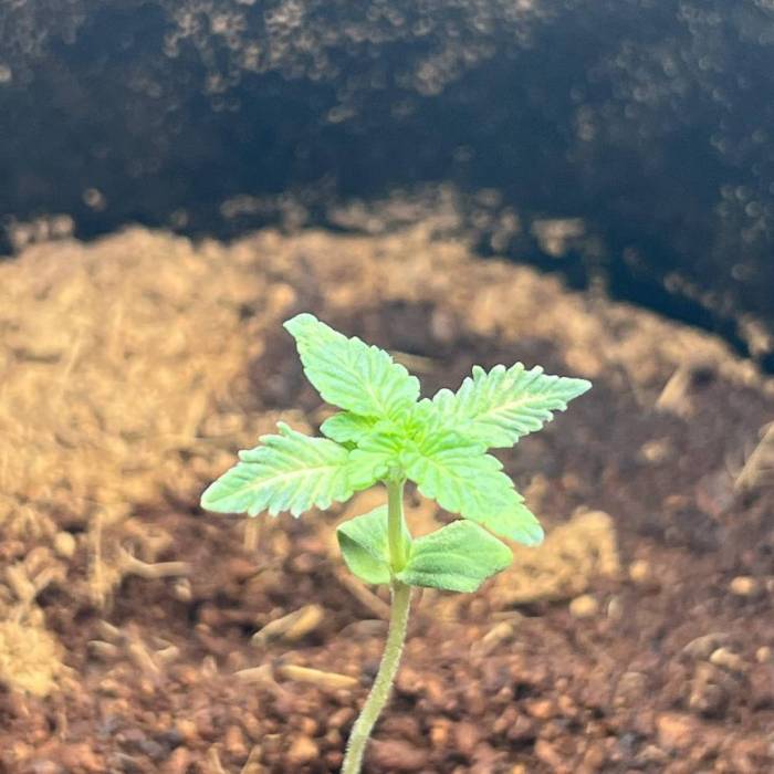 Sugar Cane #3 By Tanz. Week 1