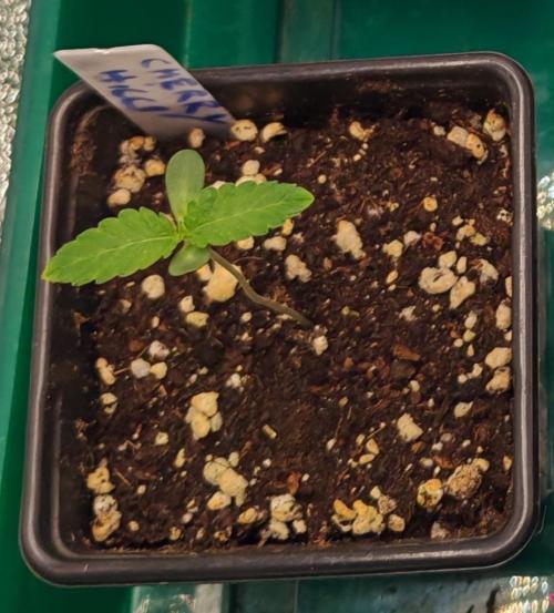 Winter grow. Week 0 - Cherry hills 