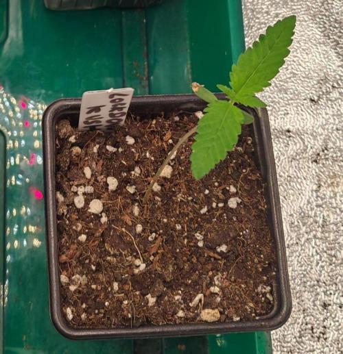 Winter grow. Week 0 - Lockdown kush 