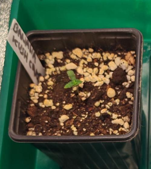 Winter grow. Week 0 - Banana kush cake 