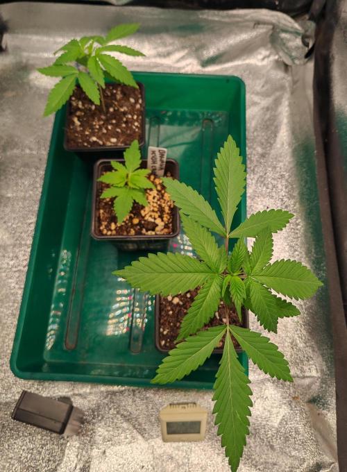 Winter grow. Week 2