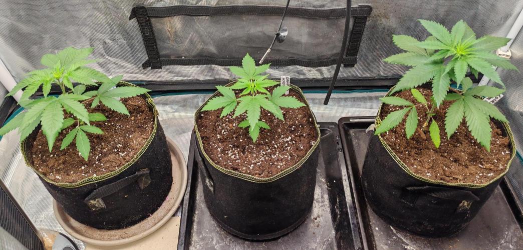 Winter grow. Week 4