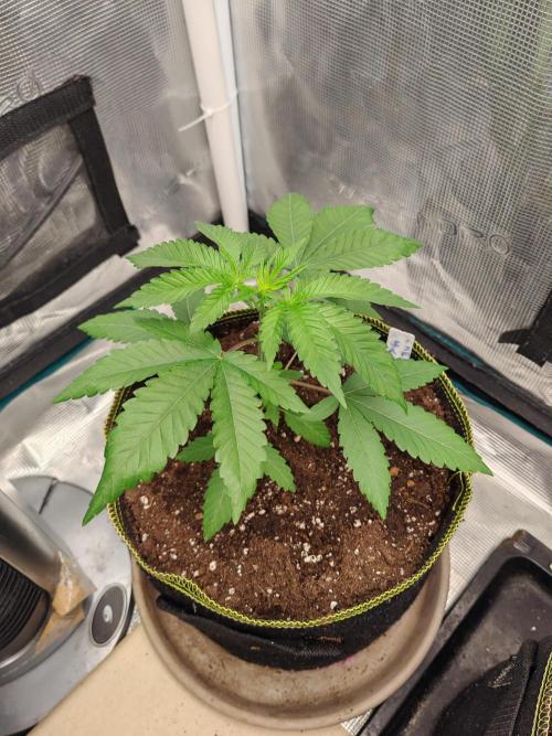 Winter grow. Week 4 - Cherry hills 