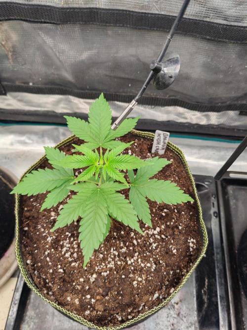 Winter grow. Week 4 - Banana kush cake 