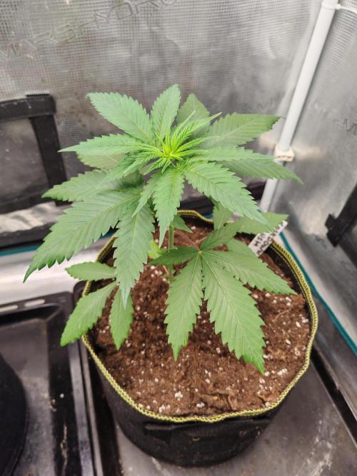 Winter grow. Week 4 - Lockdown kush 