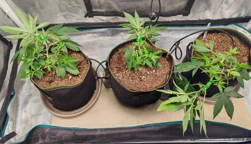 Winter grow. Week 5